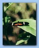 Click to enlarge image