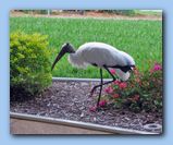 Click to enlarge image