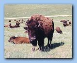 Click to enlarge image